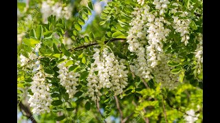 Robinia pseudoacacia [upl. by Eednil792]