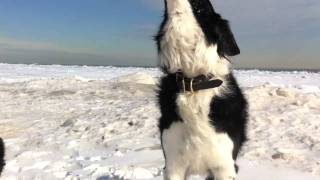 Border collie howling [upl. by Kwok]