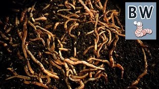 Worm Breeding Step by Step [upl. by Edyaj304]