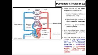 The Basics of Pulmonary Circulation [upl. by Briant]