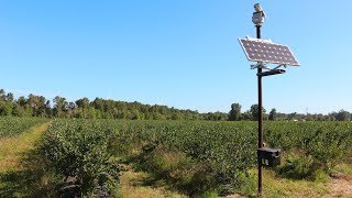 Laser bird deterrent at a Blueberry farm  99 bird reduction [upl. by Oneg]