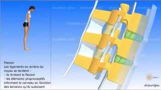 Vidéo sonorisée Arthrologie de la colonne vertébrale [upl. by Herstein]