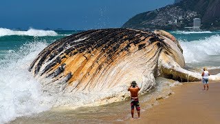 7 Most Giant Sea Creatures Youve Ever Seen [upl. by Evelin219]