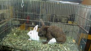 Cute True Dwarf Rabbits  bunnies Mating [upl. by Weisler]