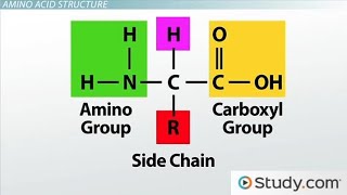 Introduction to Amino acids biochemistry [upl. by Butte]