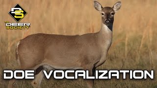 Doe Vocalizations [upl. by Heddie]