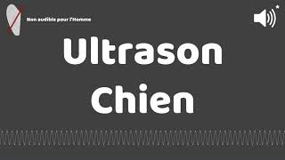 Ultrason contre pour chien [upl. by Anneuq]