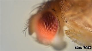 Fruit fly and its lifecycle under the microscope [upl. by Currie462]