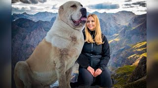 THE ALABAI  WOLF CRUSHER  CENTRAL ASIAN SHEPHERD DOG [upl. by Einama80]