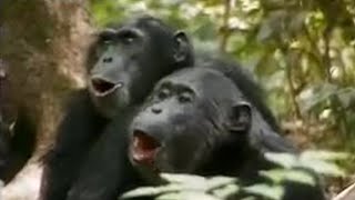 Chimps vs Red Colobus Monkeys  BBC Studios [upl. by Illoh]