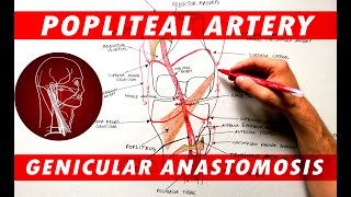 Regional Nerve Blocks for Orthopaedic Surgery  Devin McCullough DO [upl. by Leland]