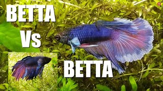 2 MALE BETTAS in the SAME TANK  Watch This  Part 1 [upl. by Newo]