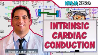 Cardiovascular  Electrophysiology  Intrinsic Cardiac Conduction System [upl. by Silver]