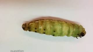 From Larva to Pupa Pupation of Manduca sexta [upl. by Medrek]