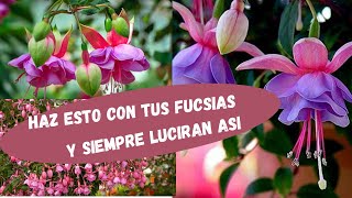 como cuidar 🌺LAS FUCSIAS🌺 [upl. by Nyrat]