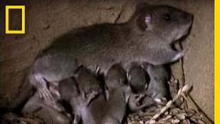 Momma Rat 15000 Babies a Year  National Geographic [upl. by Ellard754]