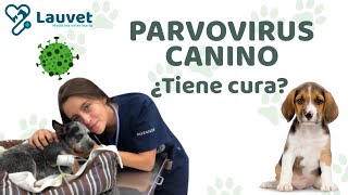 PARVOVIRUS EN PERROS  Síntomas Tratamiento y Prevención  Lauvet [upl. by Anitnahs409]