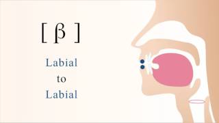 β  voiced bilabial non sibilant fricative [upl. by Notsle377]