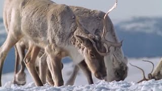 Caribou Search for Food During a Cold Winter  The Greatest Wildlife Show on Earth  BBC Earth [upl. by Paryavi]