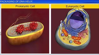 CBSE Class 12 Biology  Molecular Basis of Inheritance Part 2  Full Chapter  By Shiksha House [upl. by Ettezzus442]