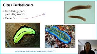 Phylum Platyhelminthes  Part 1 [upl. by Minnie511]