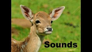 Deer Sound Effects All Sounds [upl. by Landa]