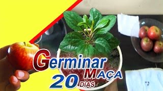 Como Plantar Maça Germina mais Rapido 20 DIAS [upl. by Eecyak6]