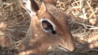 What is a DikDik [upl. by Ahsaeyt]