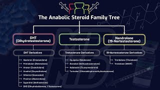 The Anabolic Steroid Family Tree  How Different Steroids Impact Muscle Building amp Performance [upl. by Garibull]