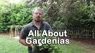 ALL ABOUT GARDENIAS  Details about different varieties and how to grow Gardenias [upl. by Llerrahs]