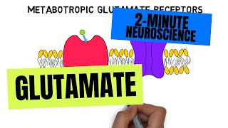 2Minute Neuroscience Glutamate [upl. by Ellicul]