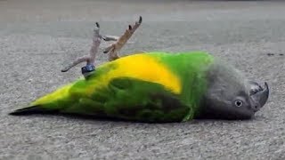 Funnniest Parrots compilation  Animaux drôles 2018 [upl. by Filide424]