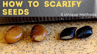 5 Ways to Scarify Seeds  Seed Scarification 101 [upl. by Kcirtemed]