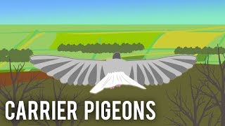 Carrier Pigeons World War I [upl. by Jehu]