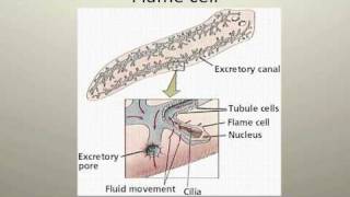 Starfish Limb Regeneration [upl. by Euseibbob]