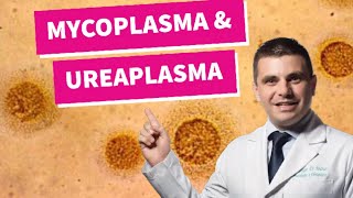 Mycoplasma e Ureaplasma  você conhece [upl. by Anorahs]