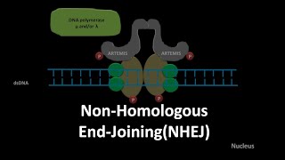 Non homologous end joining DNA repair [upl. by Alauqahs266]