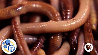 How Do Worms Turn Garbage into Compost [upl. by Ahseyi]