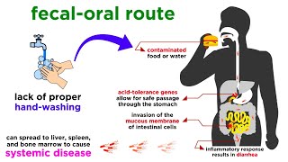 Typhoid Fever Salmonella typhi [upl. by Ivana]