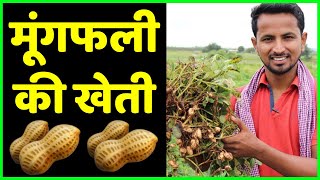 मूंगफली खेती की जानकारी  Groundnut  Peanut Farming in India🥜  Indian Farmer [upl. by Cini187]