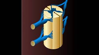 Nerf conduction de linflux nerveux [upl. by Drus129]