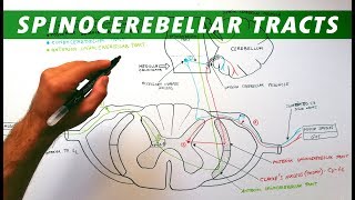 Spinocerebellar tracts  Neuroanatomy Tutorial  Ascending pathways [upl. by Rednaxela]