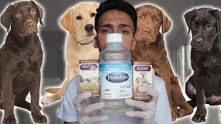 Parvo Treatment at Home for Dogs  Puppies with Parvovirus [upl. by Anastasia]