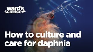 Caring and Culturing for Daphnia [upl. by Tecu]