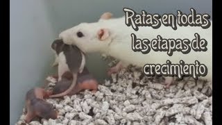 RATAS  Las crías de las ratas 2a parte [upl. by Arman358]