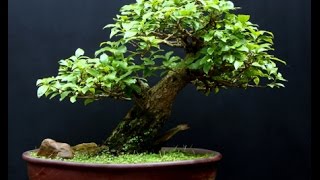 Sageretia Theezans Mame Shohin Bonsai Tree  Bird Plum [upl. by Nomar]