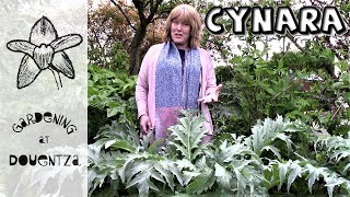 Cynara Care How to Grow Cardoon  Artichoke  3 of 30 my month of perennials [upl. by Lybis]