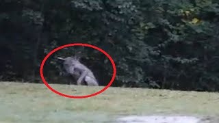 Top 10 Mythical Creatures Caught On Camera [upl. by Cornew]