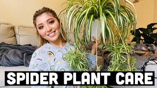 HOW TO PROPAGATE SPIDER PLANTS  SPIDER PLANT CARE [upl. by Drawd]