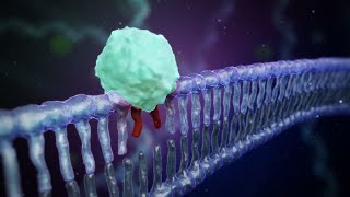 DNA Damage Response [upl. by Saied]